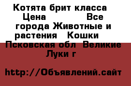 Котята брит класса › Цена ­ 20 000 - Все города Животные и растения » Кошки   . Псковская обл.,Великие Луки г.